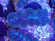 画像1: No.38 ヒメシャコガイ スーパーメタリック (1)