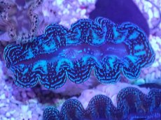 画像2: No.39 ヒメシャコガイ スーパーメタリック (2)