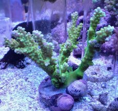 画像1: No.1 ナタレンシス (1)