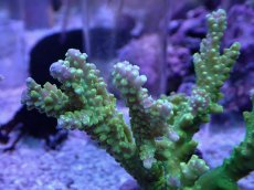 画像2: No.1 ナタレンシス (2)