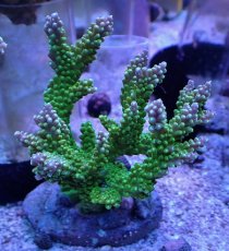 画像1: No.2 ナタレンシス (1)