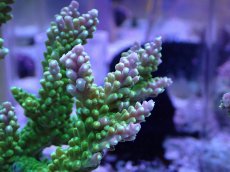 画像2: No.2 ナタレンシス (2)