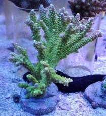 画像1: No.3 ナタレンシス (1)