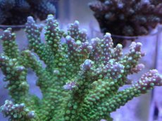 画像2: No.3 ナタレンシス (2)