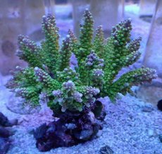 画像1: No.4 ナタレンシス (1)