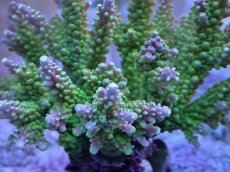 画像2: No.4 ナタレンシス (2)