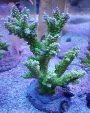 画像1: No.5 ナタレンシス (1)