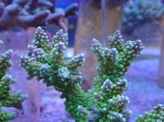 画像2: No.5 ナタレンシス (2)