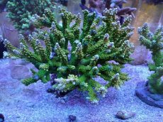 画像1: No.6 ナタレンシス (1)