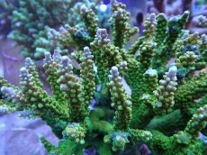 画像2: No.6 ナタレンシス (2)