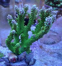 画像1: No.7 ナタレンシス (1)