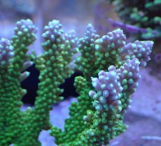 画像2: No.7 ナタレンシス (2)