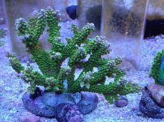 画像1: No.8 ナタレンシス (1)