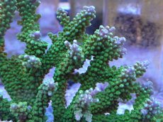 画像2: No.8 ナタレンシス (2)