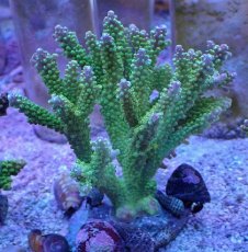 画像1: No.9 ナタレンシス (1)