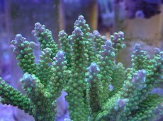 画像2: No.9 ナタレンシス (2)