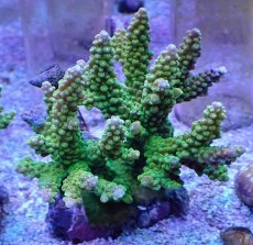 画像1: No.10 ナタレンシス (1)