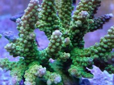 画像2: No.10 ナタレンシス (2)