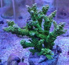 画像1: No.11 ナタレンシス (1)