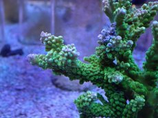 画像2: No.11 ナタレンシス (2)