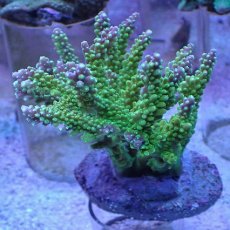 画像1: No.12 ナタレンシス (1)