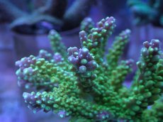 画像2: No.12 ナタレンシス (2)