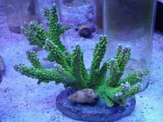 画像1: No.13 ナタレンシス (1)