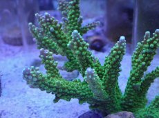 画像2: No.13 ナタレンシス (2)