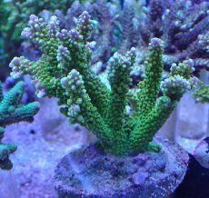 画像1: No.14 ナタレンシス (1)