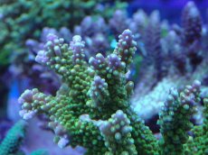 画像2: No.14 ナタレンシス (2)