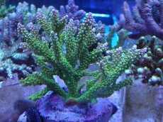 画像1: No.15 ナタレンシス (1)