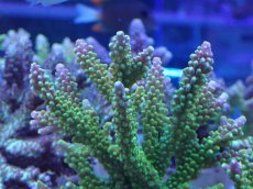 画像2: No.15 ナタレンシス (2)