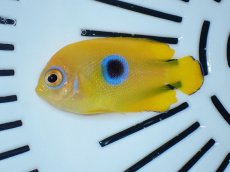 画像1: No.1 クリスマス産 レモンピール ブルードット (1)