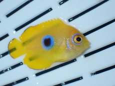 画像2: No.1 クリスマス産 レモンピール ブルードット (2)