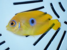 画像1: No.2 クリスマス産 レモンピール ブルードット (1)