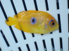 画像2: No.2 クリスマス産 レモンピール ブルードット (2)