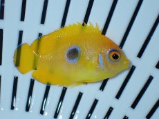 画像1: No.3 クリスマス産 レモンピール ブルードット (1)