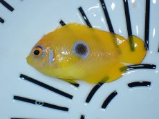 画像2: No.3 クリスマス産 レモンピール ブルードット (2)