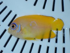 画像1: No.4 クリスマス産 レモンピール ブルードット (1)