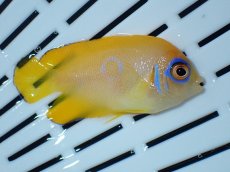 画像2: No.4 クリスマス産 レモンピール ブルードット (2)