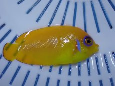 画像1: No.5 クリスマス産 レモンピール ちょいブルードット (1)