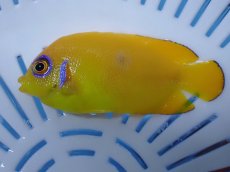 画像2: No.5 クリスマス産 レモンピール ちょいブルードット (2)