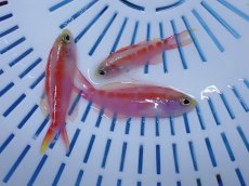 画像1: No.5 クリスマス産 ゴールドストライプアンティアス　４匹セット (1)