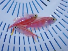 画像2: No.5 クリスマス産 ゴールドストライプアンティアス　４匹セット (2)