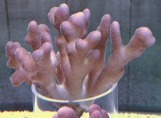 画像1: No.6 フィジー産 ショウガサンゴ　ピンク (1)