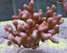 画像1: No.7 フィジー産 ショウガサンゴ　ピンク (1)