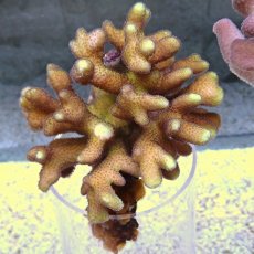 画像3: No.11 フィジー産 ショウガサンゴ　クリームカラー (3)