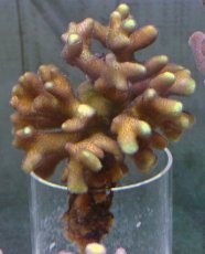 画像1: No.11 フィジー産 ショウガサンゴ　クリームカラー (1)