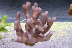 画像3: No.14 フィジー産 ショウガサンゴ　ピンク (3)