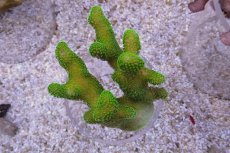 画像3: No.15 フィジー産 ショウガサンゴ　グリーン (3)